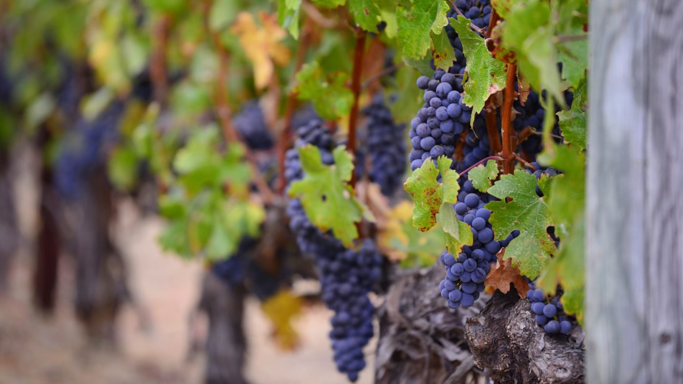 vinograd Nedeljski Božji besedi ob rob: <em>Tretji</em> <strong>Sin</strong>