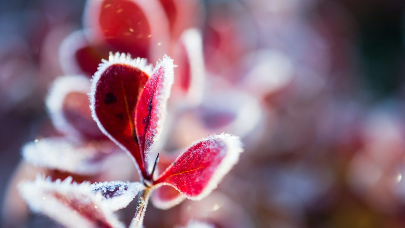 austris-augusts-jWCrPfpRlCE-unsplash advent Spodbude <strong>slovenskih škofov</strong> za <EM>adventni čas</EM>