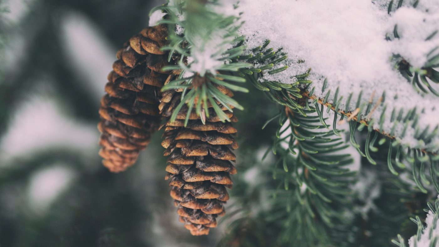 aaron-burden-cGW1w-qLix8-unsplash (2) storži Misli o <strong>O-antifonah</strong> pred božičnim praznikom: <em>O, kralj narodov … </em>