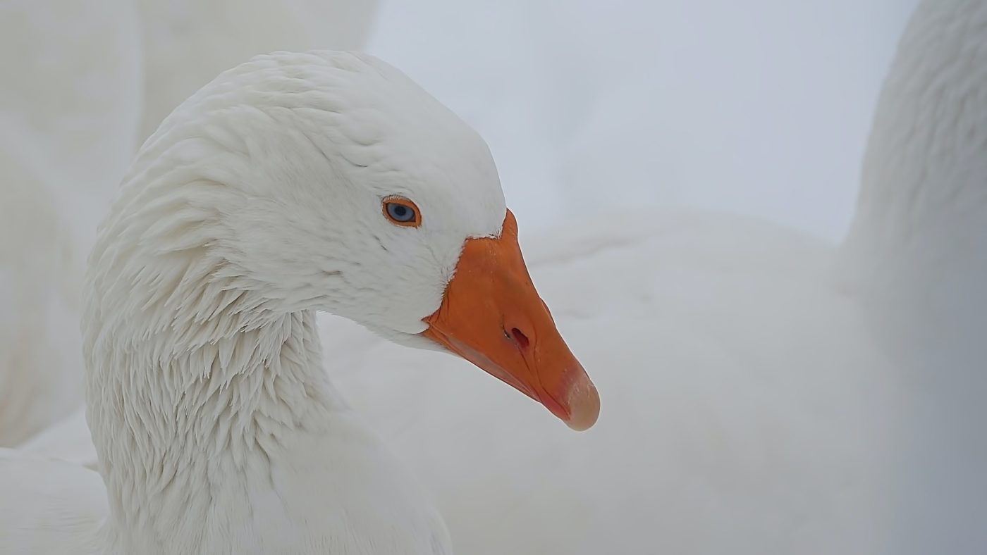 ricardo-gomez-angel-zWRcWjANAdA-unsplash <strong>Peti dan</strong> božične osemdnevnice: <em>Zgodba o zvesti goski</em>