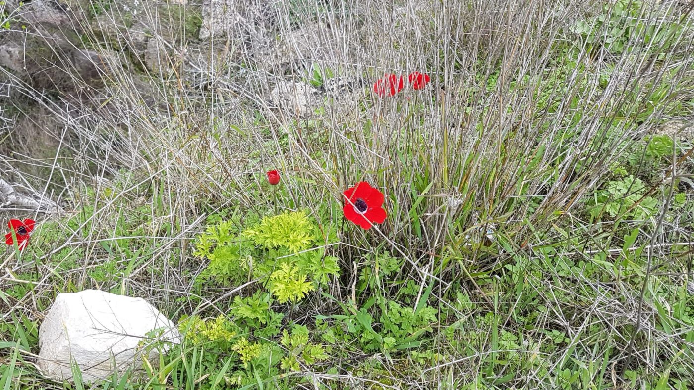 postna premišljevanja <strong>Misli</strong> cerkvenih očetov, Benedikta XVI. in papeža Frančiška za <em>pepelnično sredo</em>