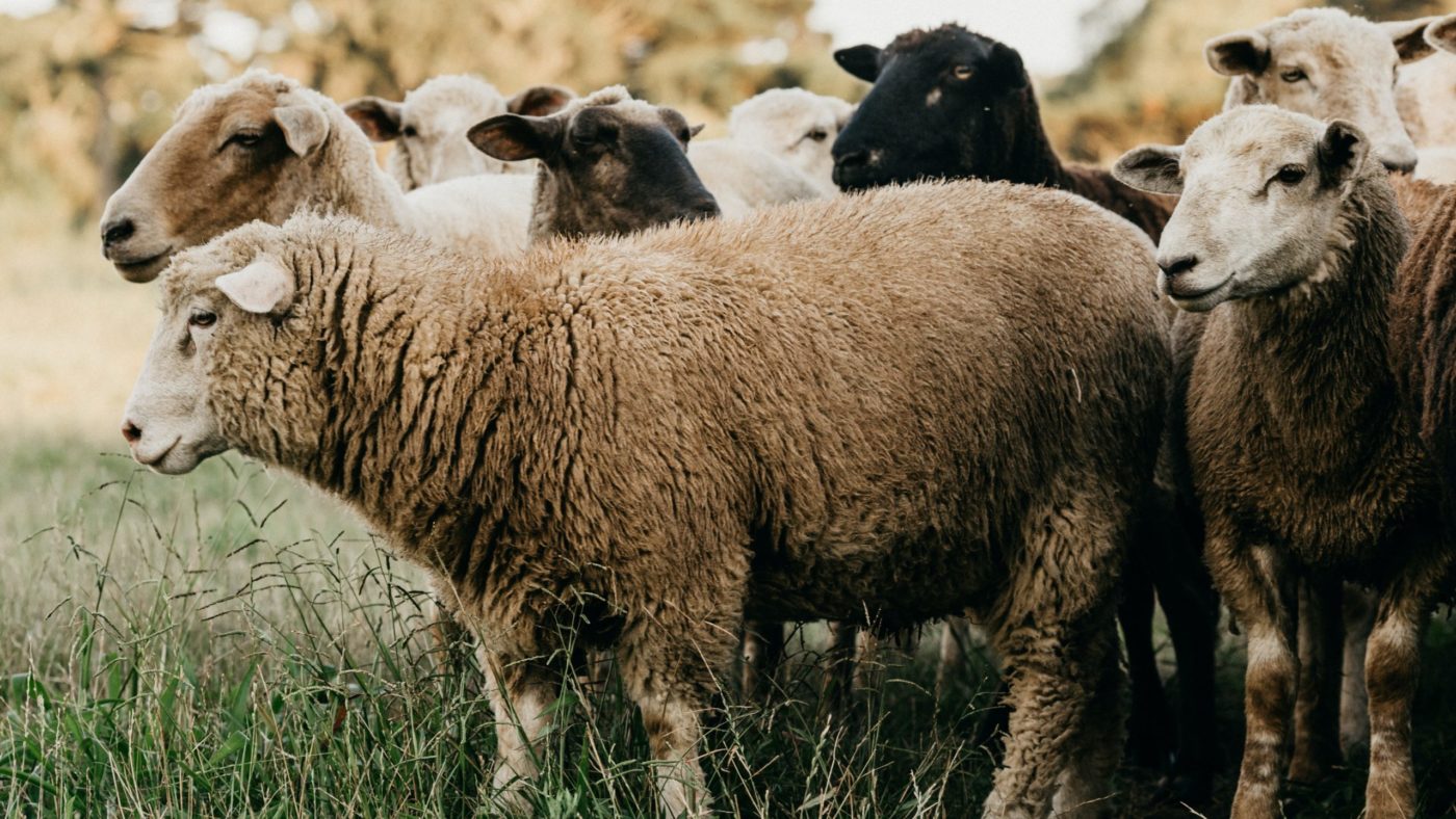 jonathan-borba-s6K8apHBhjY-unsplash <strong>Misli</strong> Benedikta XVI. za četrto velikonočno nedeljo, <EM>nedeljo Dobrega pastirja</EM>