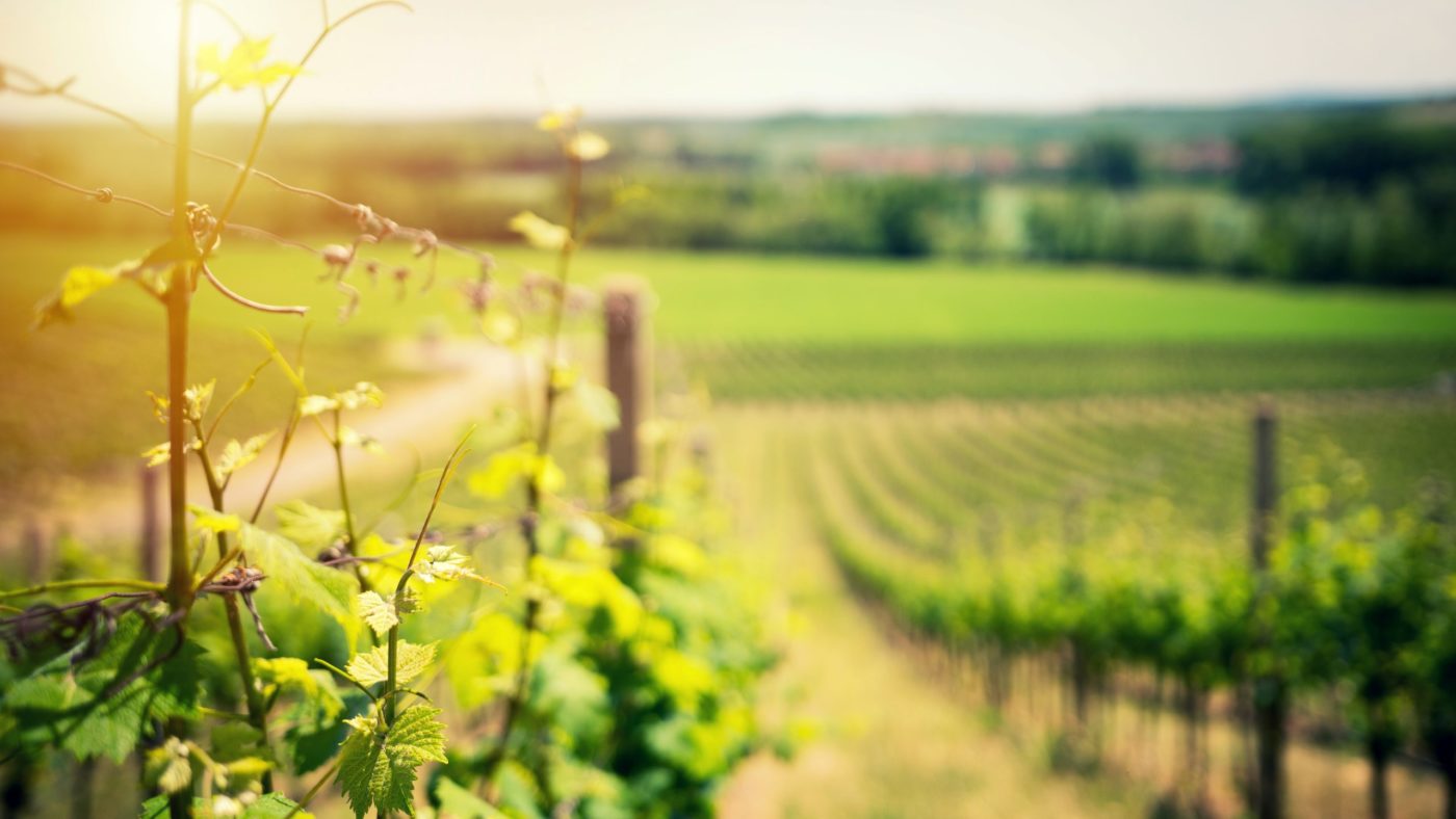 vinograd ales-maze-z0bACVUDTJM-unsplash <strong>Misli</strong> Benedikta XVI. za <em>peto velikonočno nedeljo</em>