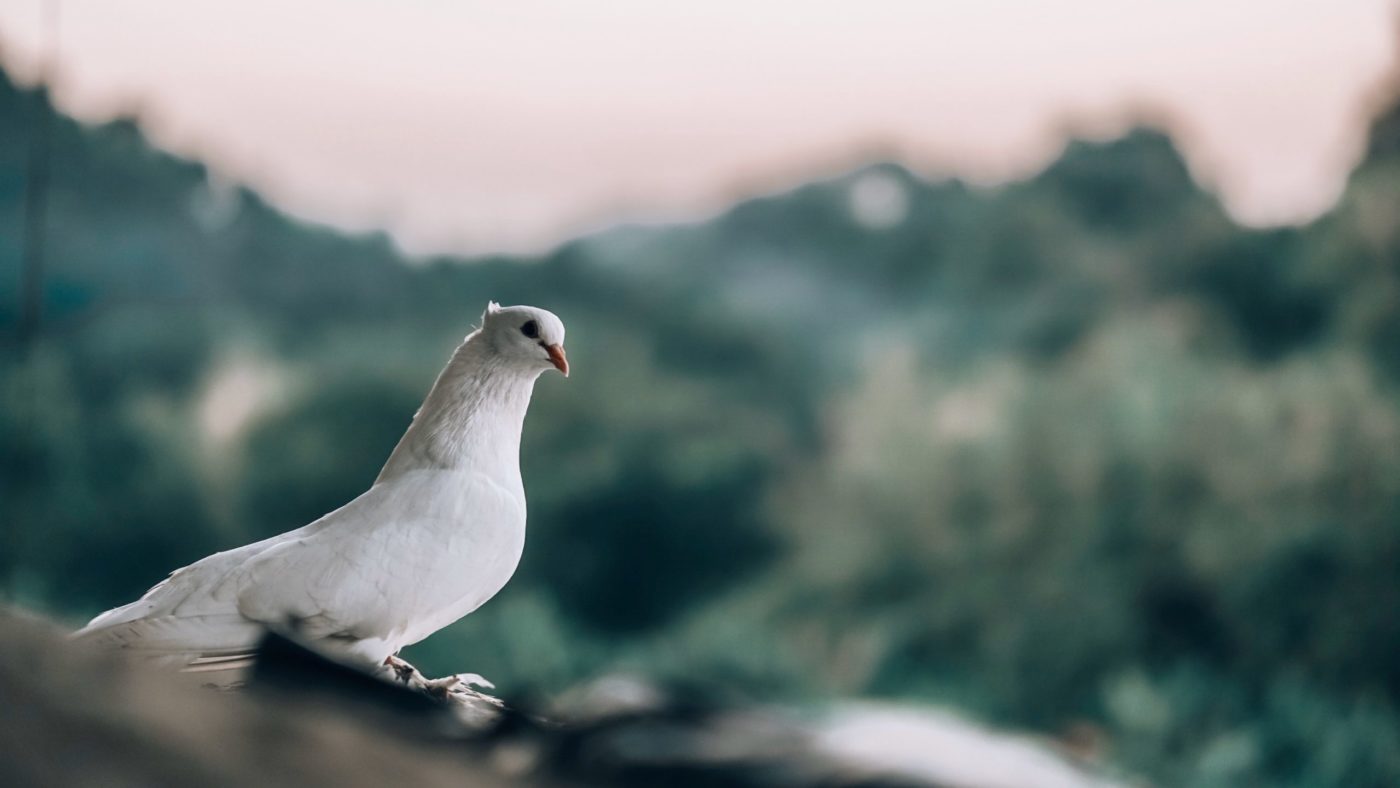 al-ishrak-sunny-IOdlDwpOpA0-unsplash Sveti<strong> Bazilij Veliki</strong> o delovanju <EM>Svetega Duha</EM>