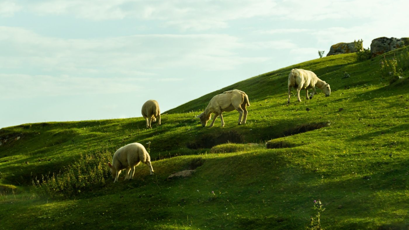 andreas-haslinger-8UfKVfyobck-unsplash1 14. <strong>nedelja</strong> med letom: <EM>Počivanje na ljubkih pašnikih</EM>