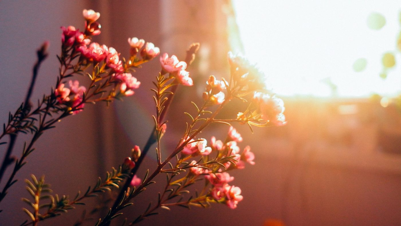 chi-pham-uZ2vwsvSz2w1-unsplash Papež Frančišek: <strong>Najhujša bolezen življenja</strong> je <em>pomanjkanje ljubezni</em>