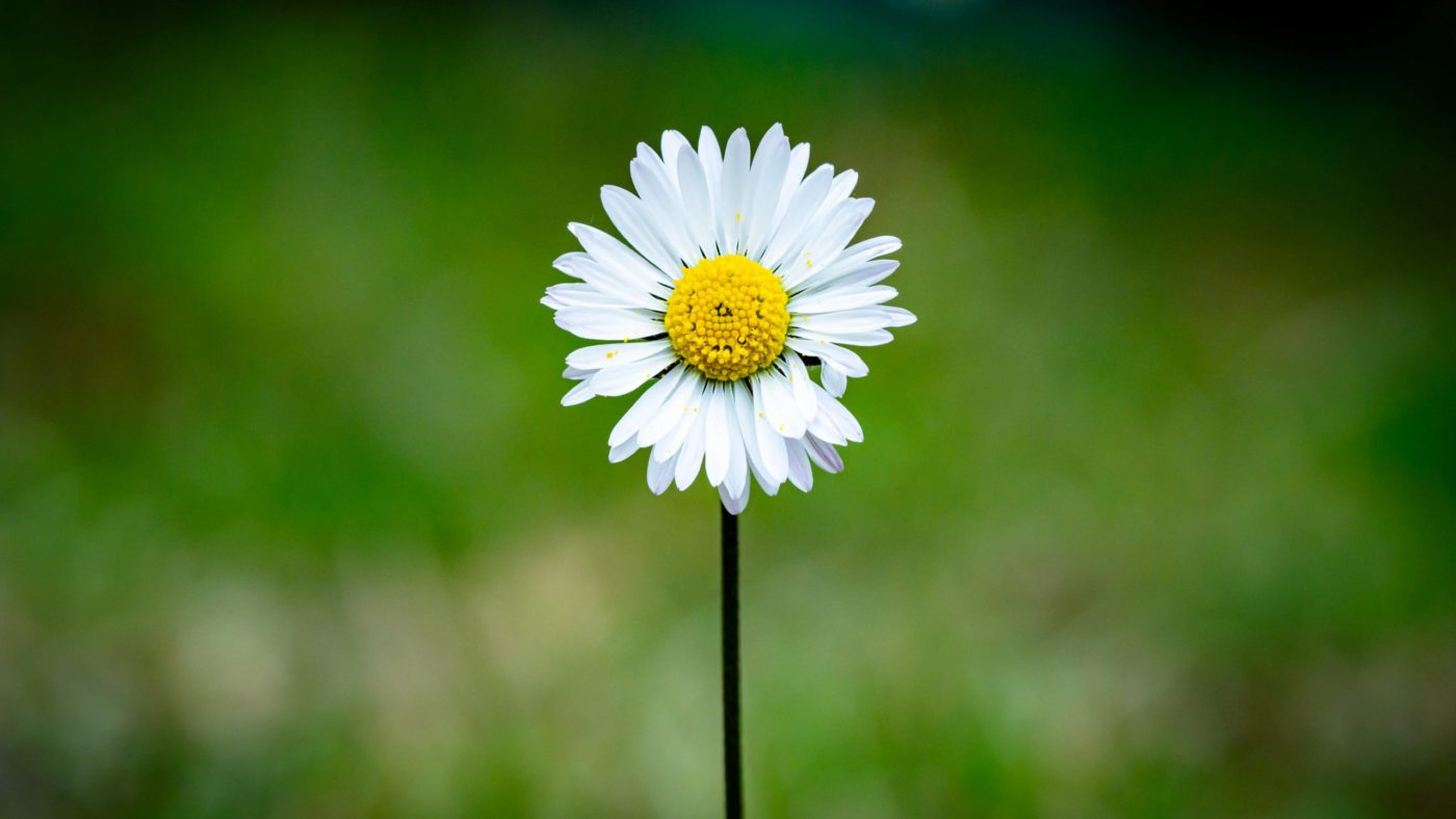 guillaume-de-germain-y33ul0-HF10-unsplash <strong>Frančišek, Bartolomej, Welby</strong>: Ne glede na veroizpoved, <em>prisluhnimo kriku zemlje</em>