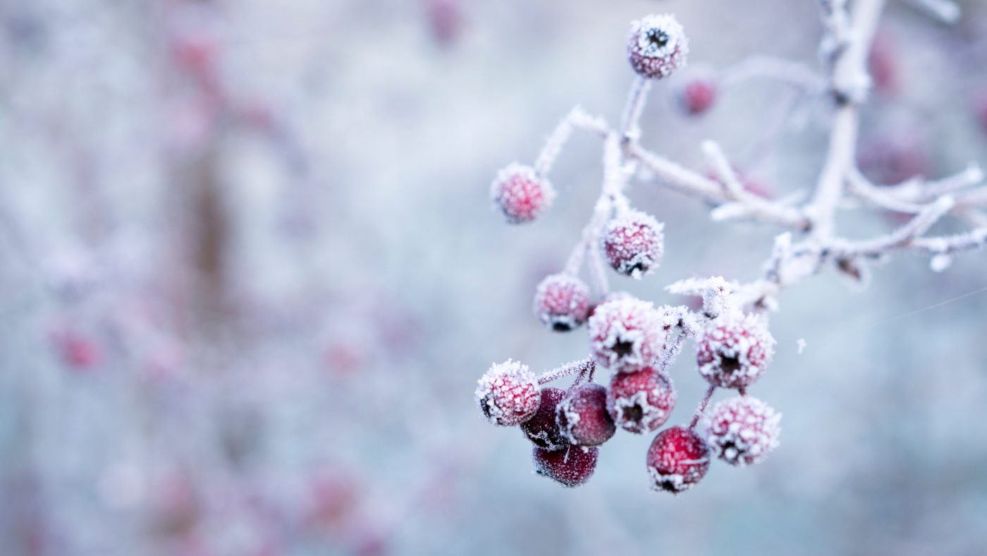 galina-n-AgWVcQz1bOA-unsplash Duhovne misli <em>cerkvenih očetov, Benedikta XVI. in papeža Frančiška</em> za <strong>praznik Brezmadežne</strong>