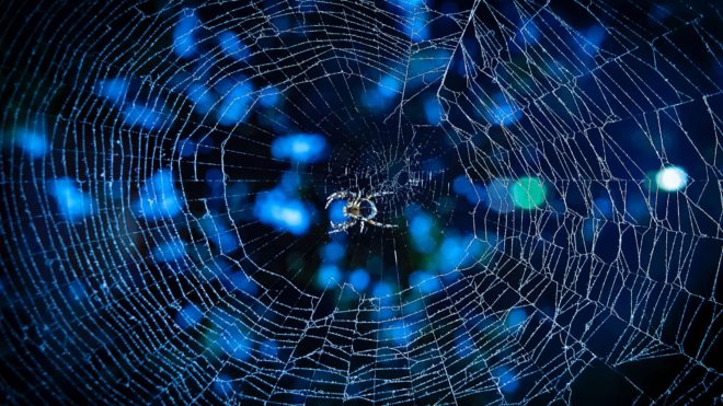 robert-thiemann-unsplash <strong>Božična devetdnevnica</strong> za otroke – sre. 22. 12. – <em>Pajek</em>