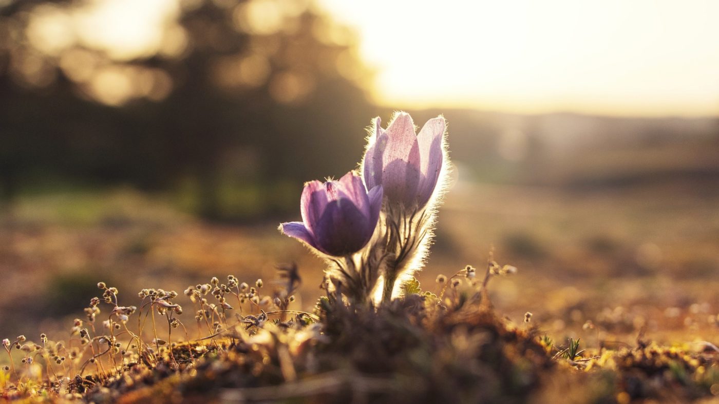 ales-maze-uXvUpHY5o_4-unsplash <strong>Misli ob Božji besedi</strong> 8. nedelje med letom: <em>Resnično dober sad</em>