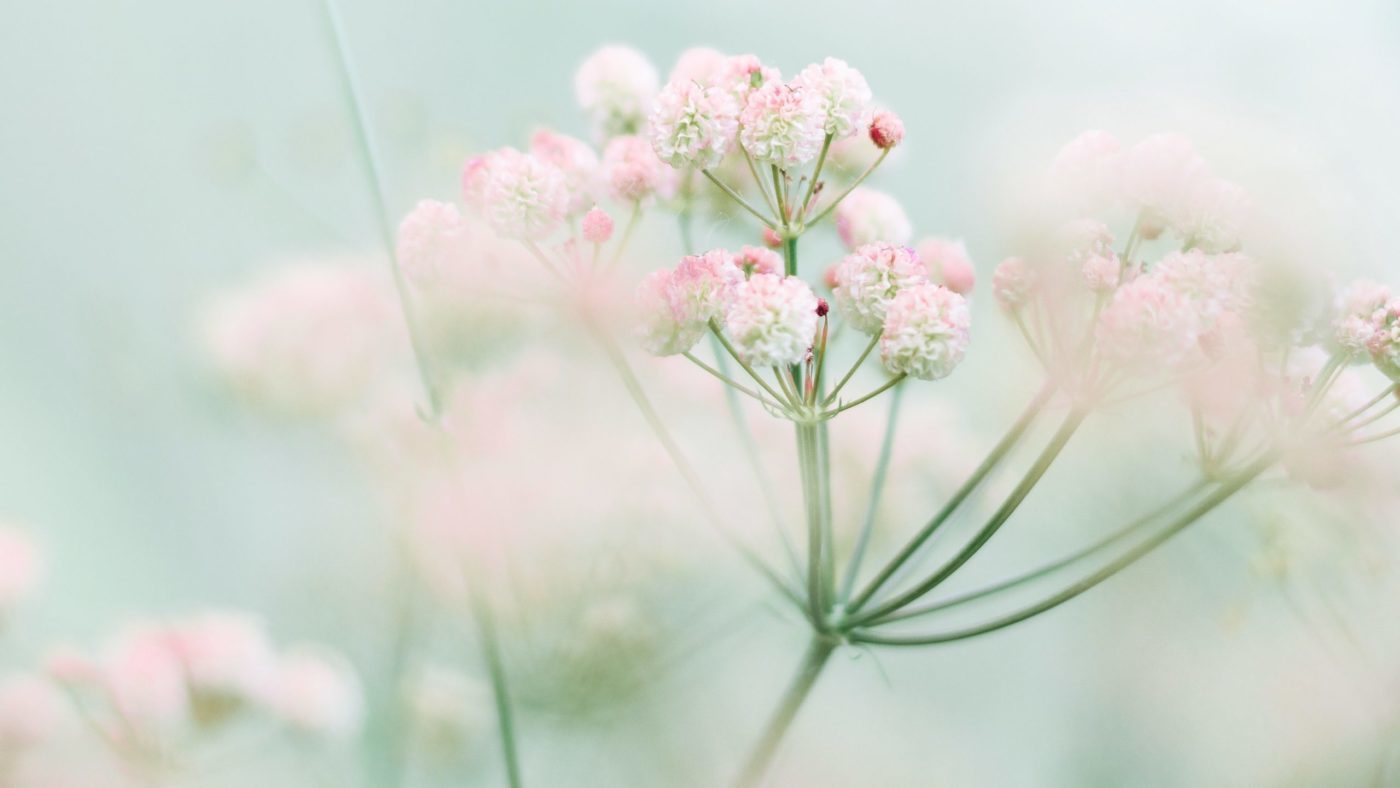 foad-roshan-TtDNu-Heh3Y-unsplash Papež Frančišek: <strong>Bog ne obupa nad nami</strong>, <em>Bog verjame v nas</em>