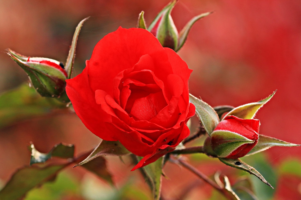 pixaby – rose-1785380_1280 <strong>Misli Terezije Deteta Jezusa</strong>: <em>“Po smrti bom trosila cvetje iz nebes”</em>