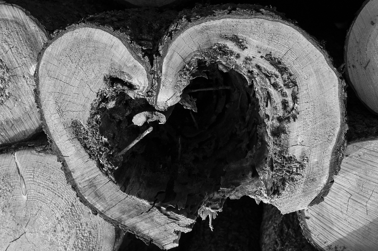 wood-195922_1280 – pixabay <strong>Citati Sv. Karla de Foucauld</strong> o <em>trpljenju in molitvi</em>