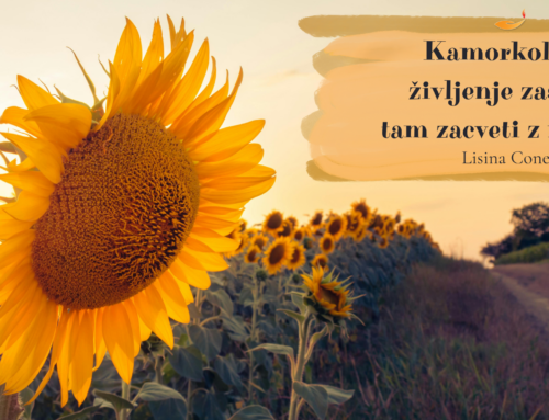 Kamorkoli te življenje zasadi…